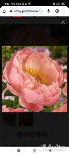 Корневище пиона