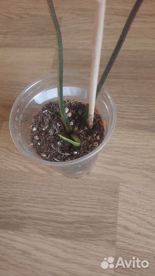 Филодендрон magic mask