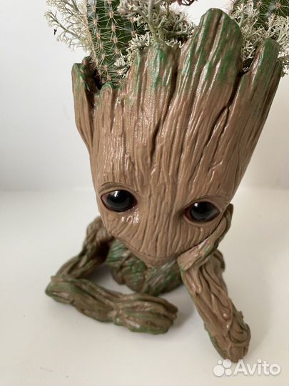 Кактусы в кашпо 