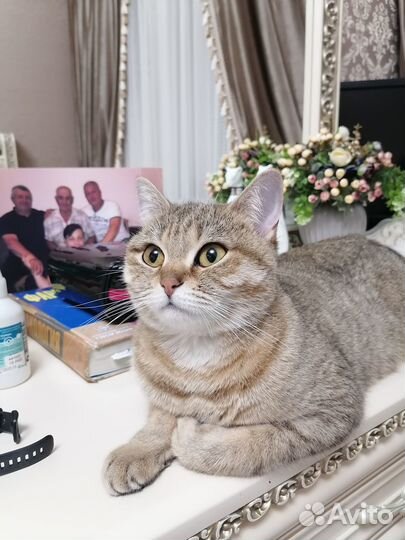 Кошки в добрые руки бесплатно