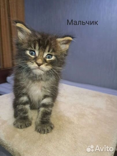Котята мейн-кун в добрые руки