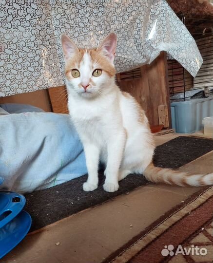 Котенок в добрые руки