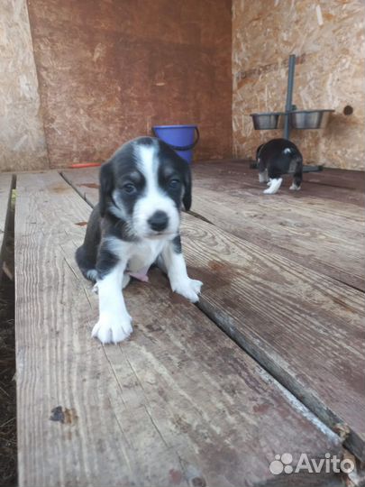 Щенки спаниэля