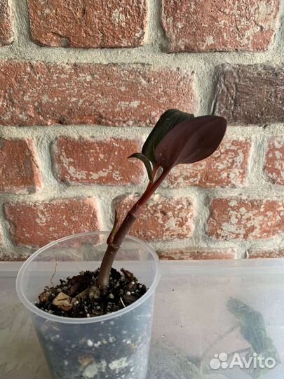 Алоказии, филодендрон, лудизия