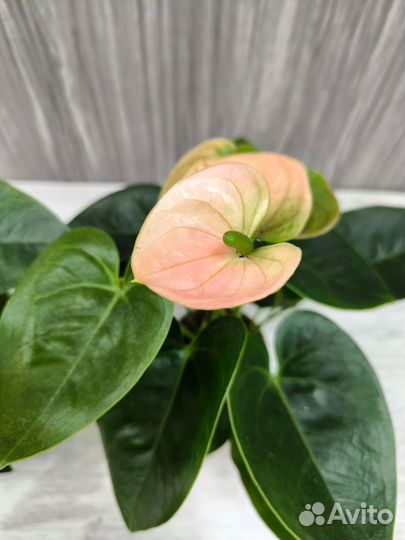 Антуриум Андреанум Спирит (Anthurium Spirit)