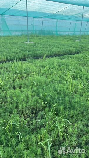 Саженцы сосны окс от производителя