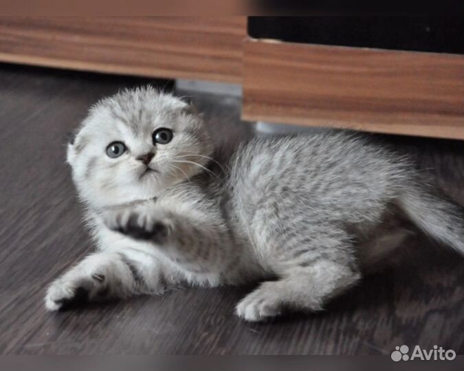 Вислоухий котёнок