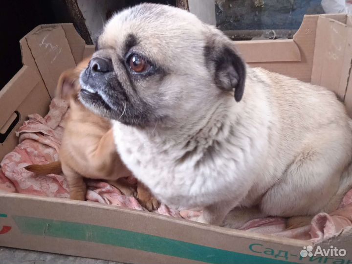 Отдам девочку 2,5 месяца