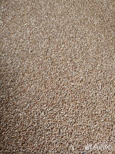 Пшеница, пшеница дробленная, пшеница колотая