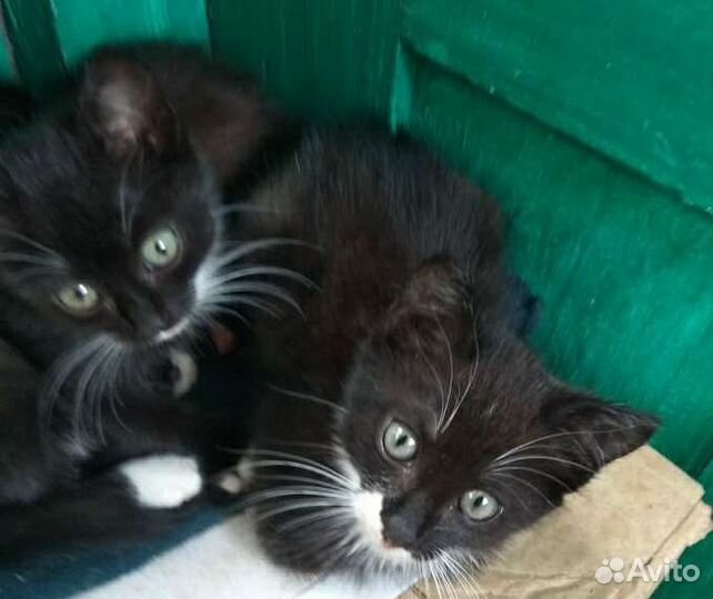 Кот в добрые руки