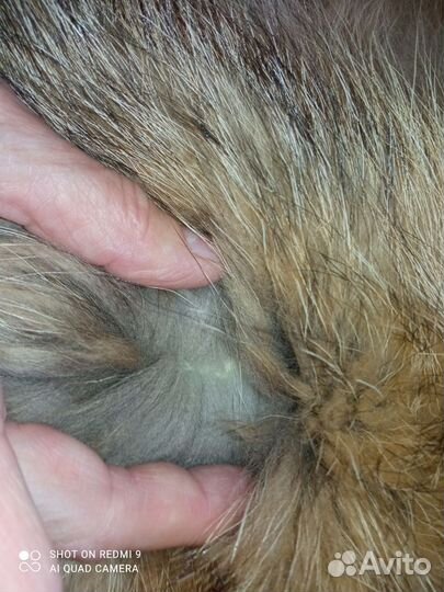 Енотовидной собаки шкура