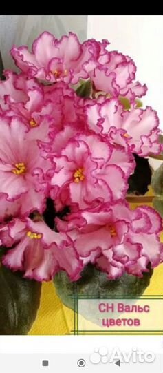 Фиалки сортовые