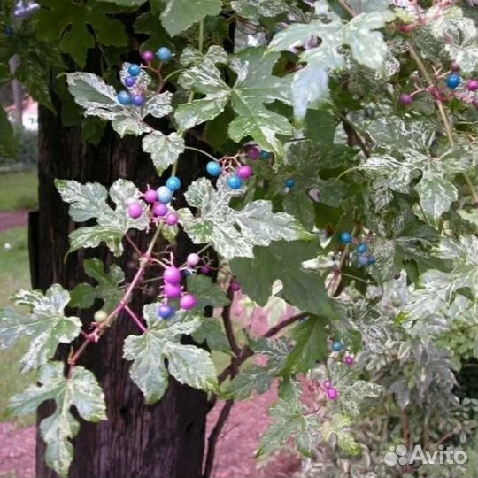 Лианы садовые