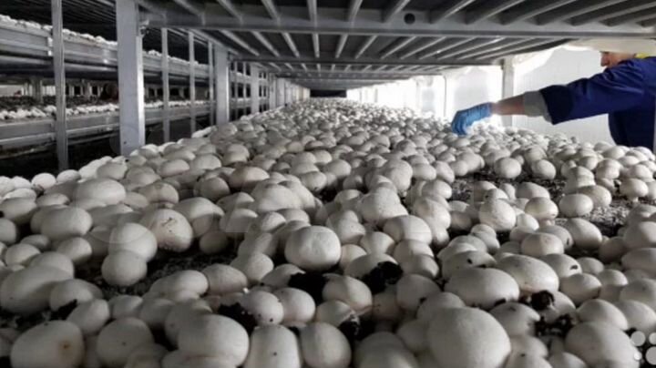 Участок 7,8 га (промназначения)