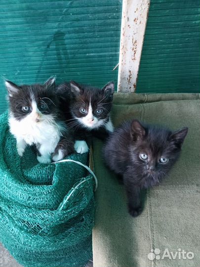 Кошка в дар бесплатно