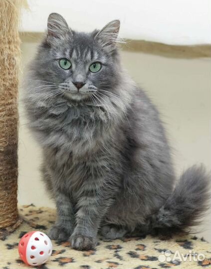 Пуша 2,5 года