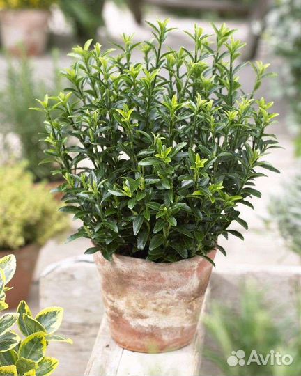 Бересклет японский Бенкомасаки