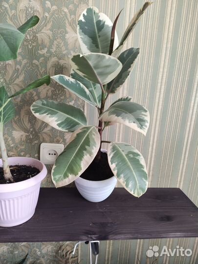 Фикус эластика Тинеке