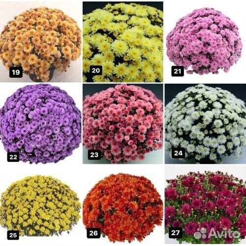 Хризантемы мультифлора