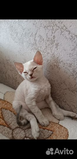 Котята Девон-рекс