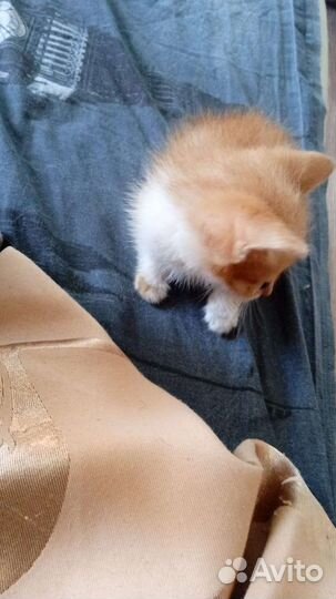 Катёнок девочка нежюри