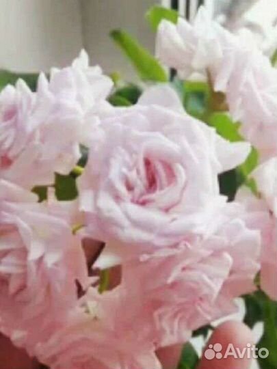 Герань,пеларгония королевская