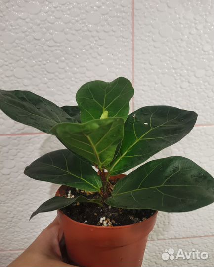 Фикус Лирата