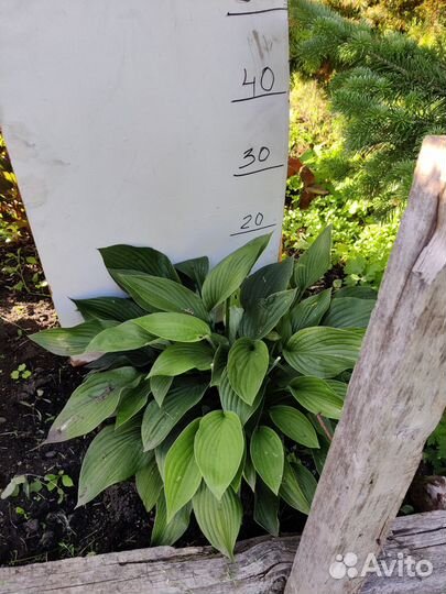 Хоста (многолетние растения для сада)