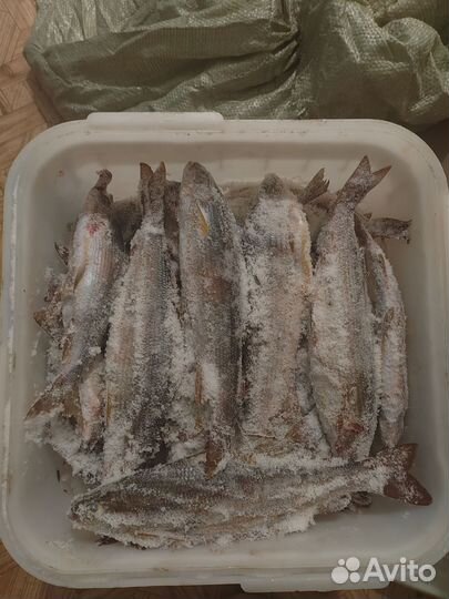 Хариус свежемороженный
