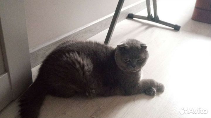 Британский вислоухий кот