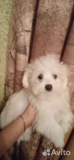 Щенки мальтезе