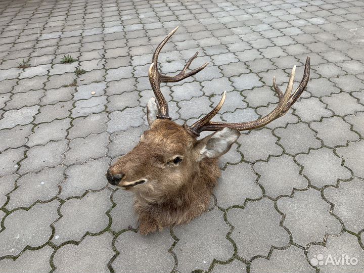 Чучело голова Оленя