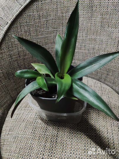 Комнатные лианы