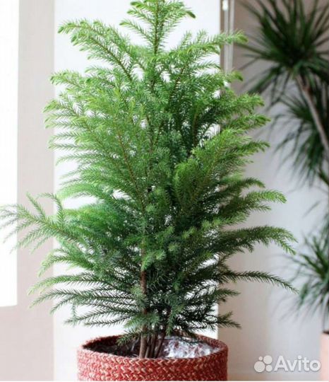 Араукария семена