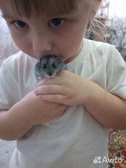 Джунгарский хомяк