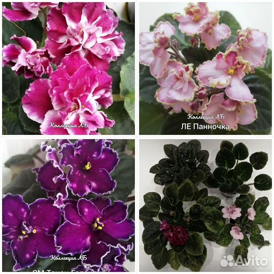 Фиалка набор из 4х шт
