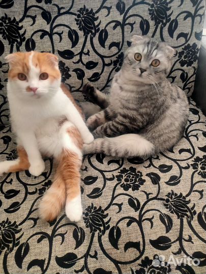 Вислоушки коты