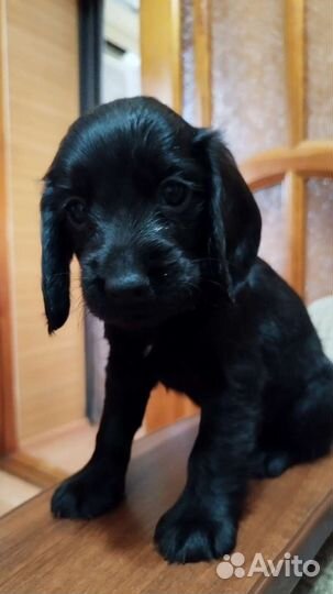 Кокер спаниель