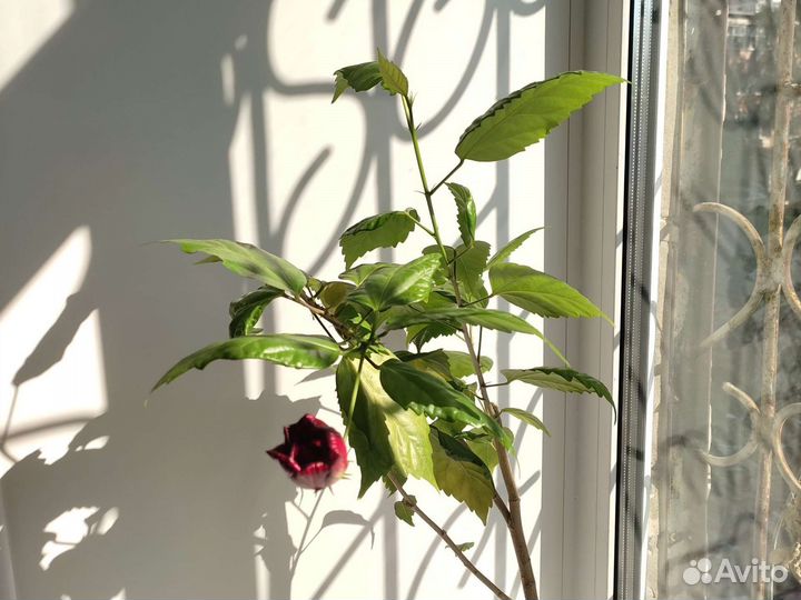 Гибискус, китайская роза