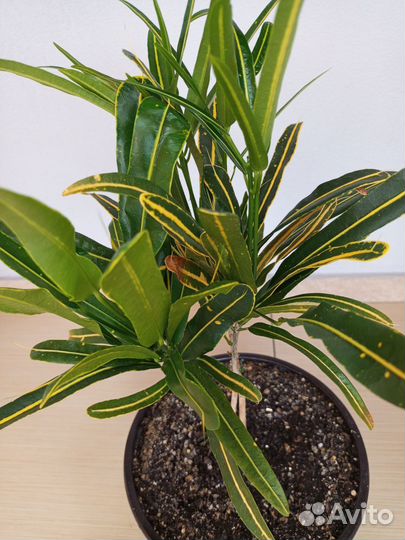 Кодиеум кротон 2 шт в горшке 4.5 л