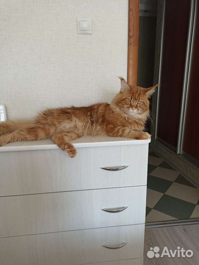 Вязка, молодой Мейн-кун ищет подругу на вязки