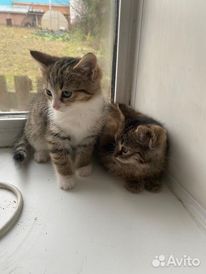 Кошка Котята бесплатно