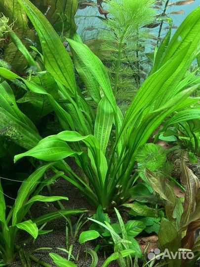 Аквариумные растения