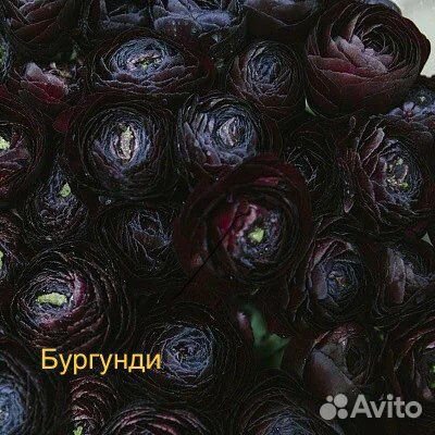 Ранункулюс клубни