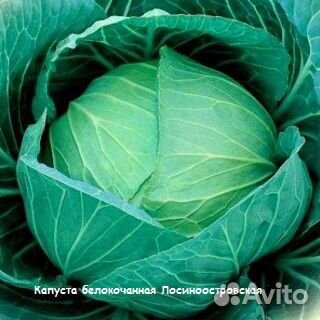 Семена весовые перца капусты и томатов