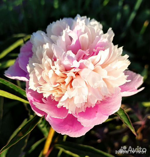 Пион.Травянистый пион.Ароматный пион.Корни пиона