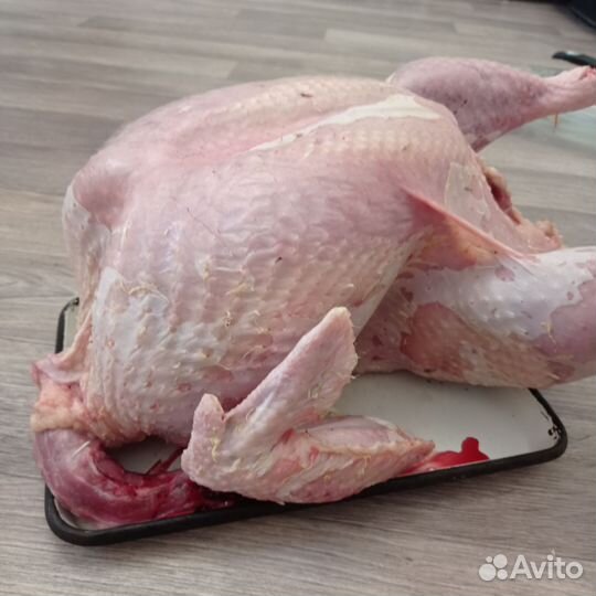 Мясо домашней индейки