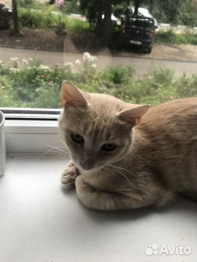 Котик в добрые руки