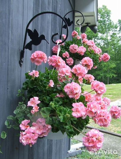 Герань пеларгония