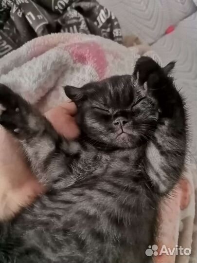 Котенок в дар бесплатно